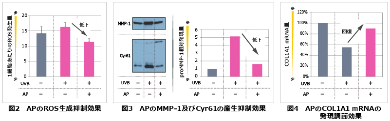 図2　APのROS生成抑制効果、図3　APのMMP-1及びCyr61の産生抑制効果、図4　APのCOL1A1 mRNAの発現調節効果