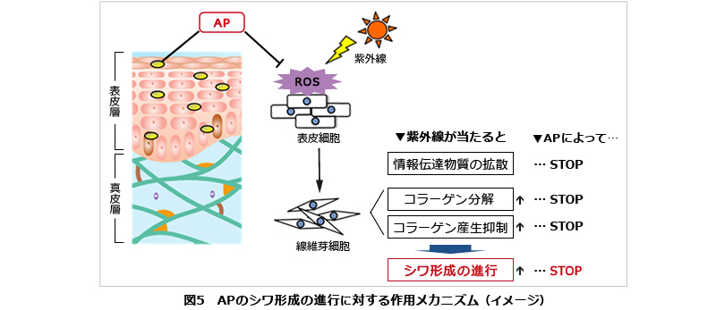 図5　APのシワ形成の進行に対する作用メカニズム（イメージ）