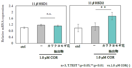 図2. 11βHSDの遺伝子発現量の変化(qPCR法)