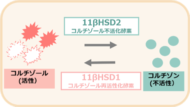 図2. 11&beta;HSDの遺伝子発現量の変化（qPCR法）