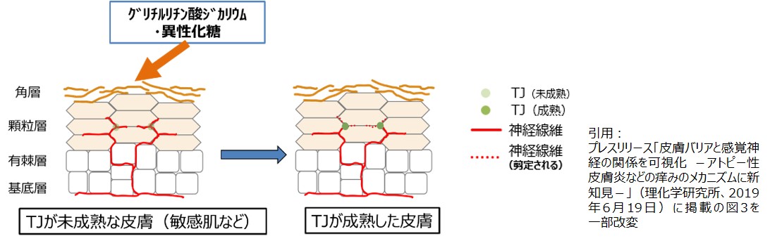 TJバリアが成熟することで敏感肌ユーザーの悩み解決になると考えられるイメージ図