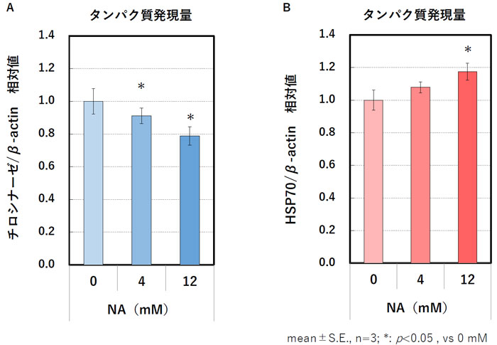図1．A：チロシナーゼの発現量変化、B：HSP70の発現量変化
