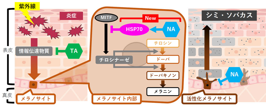 図3．トラネキサム酸とナイアシンアミドによる美白アプローチ