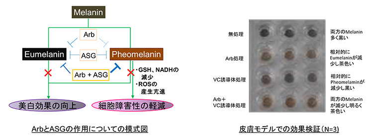 研究内容イメージ図