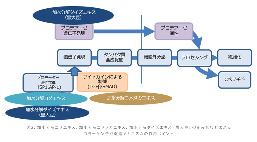 図2. 加水分解コメエキス、加水分解コメヌカエキス、加水分解ダイズエキス（黒大豆）の組み合わせによるコラーゲン合成促進メカニズムの作用ポイント