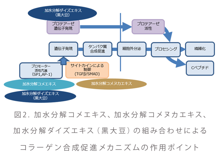 図2. 加水分解コメエキス、加水分解コメヌカエキス、加水分解ダイズエキス（黒大豆）の組み合わせによるコラーゲン合成促進メカニズムの作用ポイント