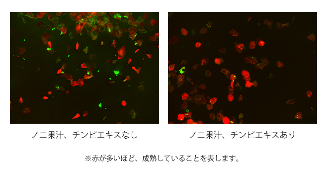 コーニファイドエンベロープ成熟化促進作用試験の結果（ノニ果汁、チンピエキスあり・なし比較画像）