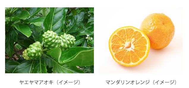 研究対象素材のヤエヤマアオキとマンダリンオレンジのイメージ画像