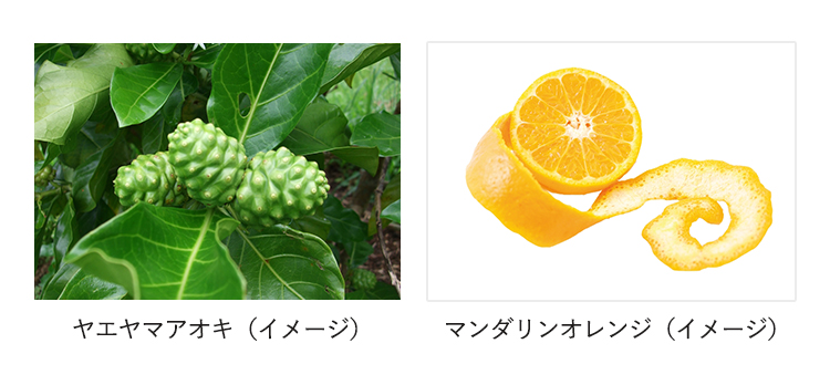 ヤエヤマアオキ、マンダリンオレンジ　イメージ図