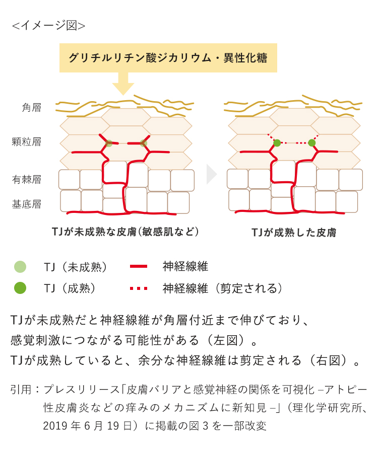 左図：TJが未成熟な皮膚（敏感肌など）。TJが未成熟だと神経線維が角層付近まで伸びており、感覚刺激につながる可能性がある。　右図：TJが成熟した皮膚。TJが成熟していると、余分な神経線維は剪定される。