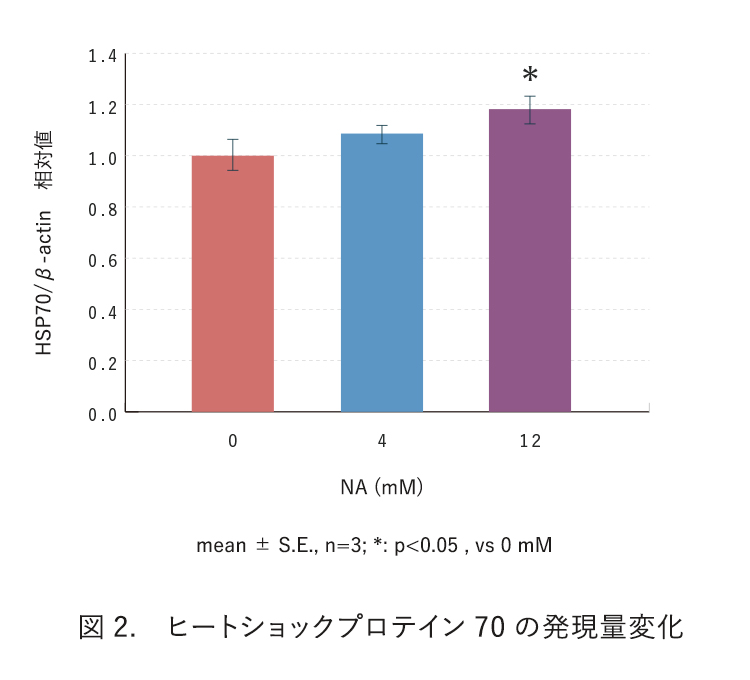 図2. ヒートショックプロテイン70の発現量変化