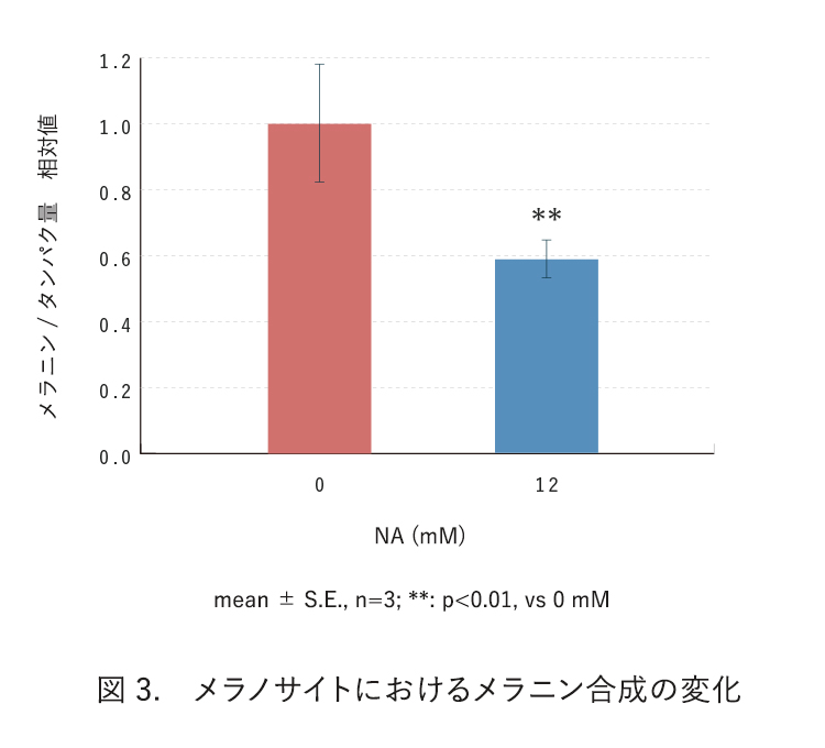 図3. メラノサイトにおけるメラニン合成の変化