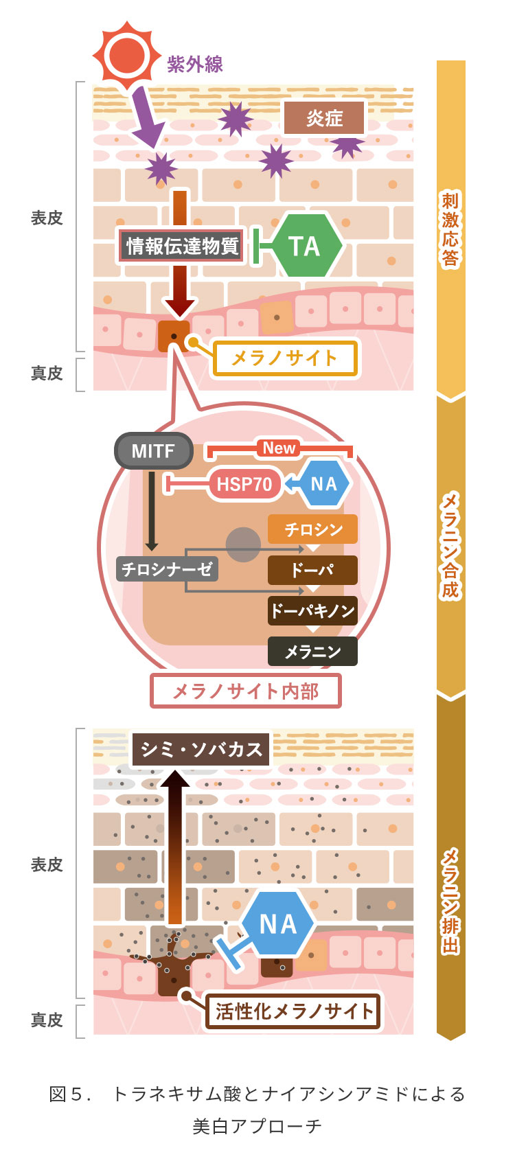 図5. トラネキサム酸とナイアシンアミドによる美白アプローチ