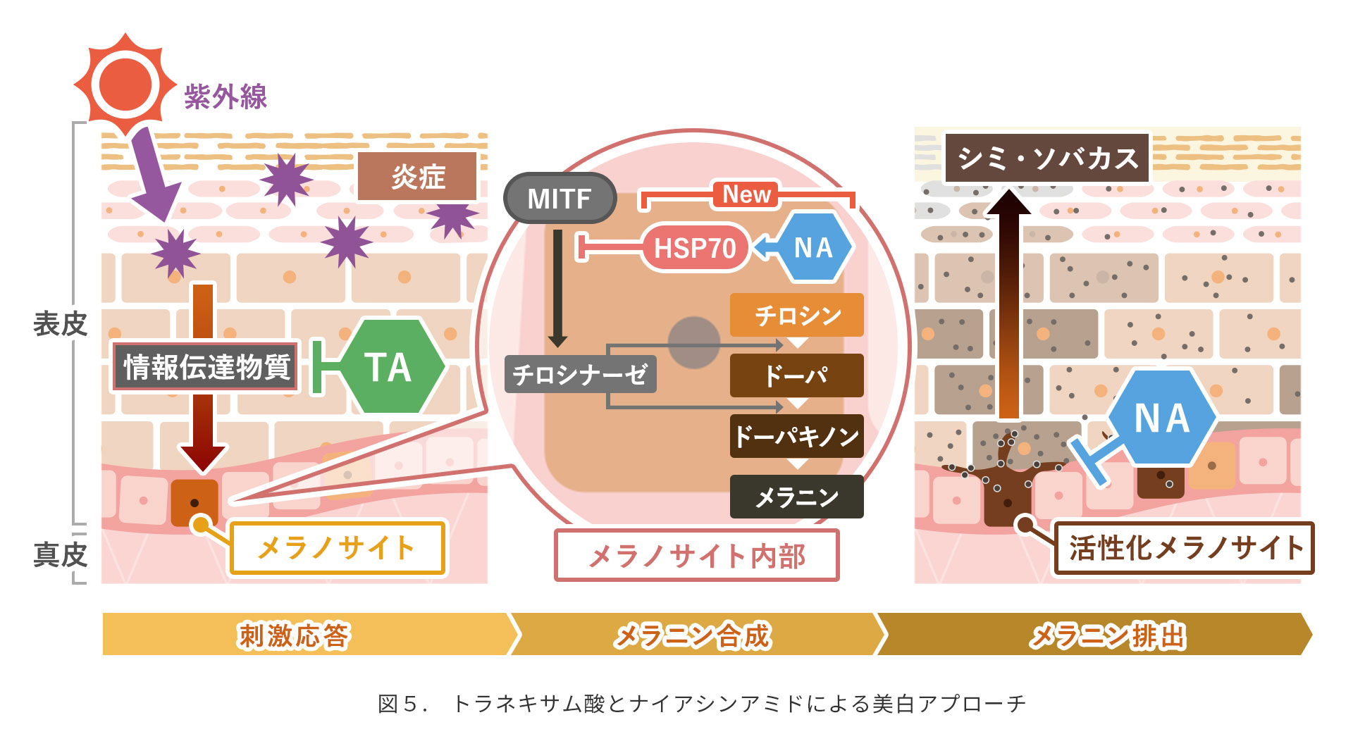 図5. トラネキサム酸とナイアシンアミドによる美白アプローチ
