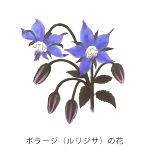 ボラージ（ルリジサ）の花イメージ