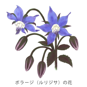 ボラージ（ルリジサ）の花イメージ