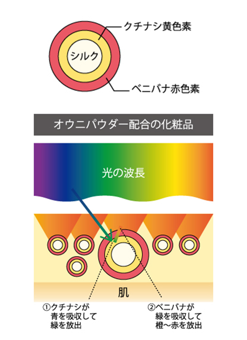 オウニパウダー配合の化粧品イメージの下に光の波長イメージ　①クチナシが青を吸収して緑を放出②ベニバナが緑を吸収して橙～赤を放出