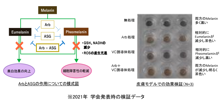 ArbとASGの作用についての模式図。皮膚モデルでの効果検証（N=3)の図。※2021年学会発表時の検証データ