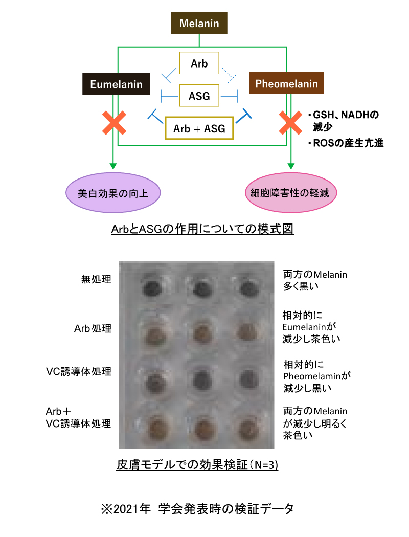 ArbとASGの作用についての模式図。皮膚モデルでの効果検証（N=3)の図。※2021年学会発表時の検証データ